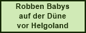 Robben Babys auf der Düne vor Helgoland